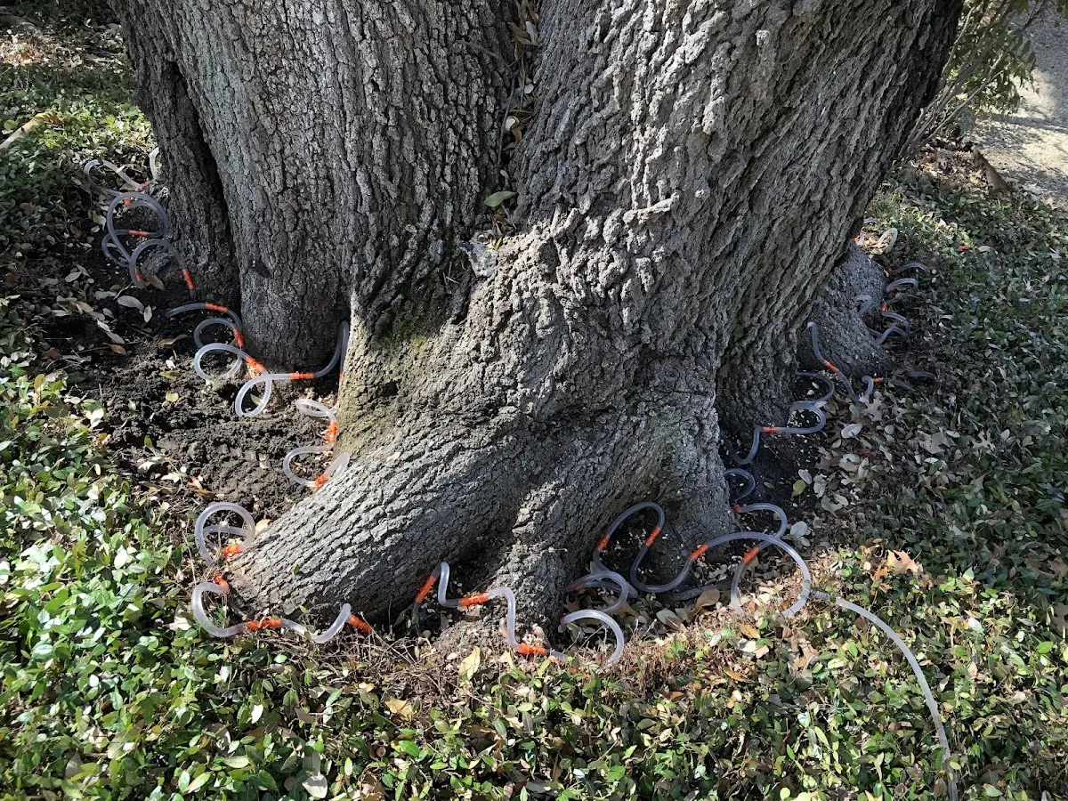 Detailed Tree Cabling and Bracing job site in Hanna