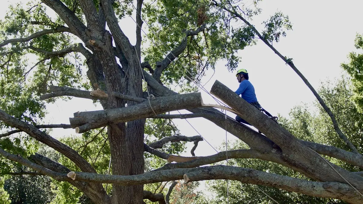 Professional Hazardous Tree Removal performed by certified arborists in Hanna